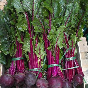 A selection of freshly picked beetroot laid in a Veg-UK crate.