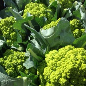 A sunlit field of Veg-UK Broccoli.