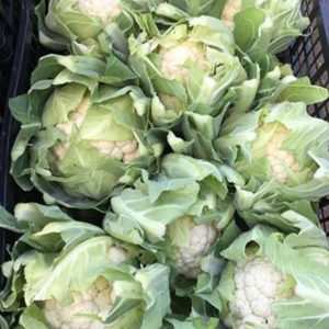 A selection of freshly picked Cauliflowers laid in a Veg-UK crate.