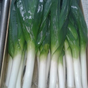 A selection of freshly picked leeks laid in a Veg-UK crate.