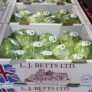 A selection of wrapped lettuces.