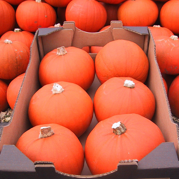 A selection of freshly picked pumpkins laid in a Veg-UK Chefs Choice crate.